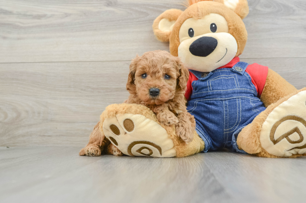 6 week old Mini Goldendoodle Puppy For Sale - Simply Southern Pups