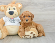 8 week old Mini Goldendoodle Puppy For Sale - Simply Southern Pups
