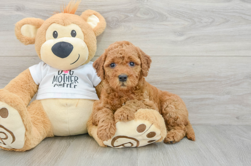 6 week old Mini Goldendoodle Puppy For Sale - Simply Southern Pups