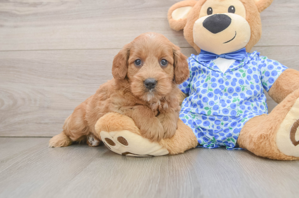 6 week old Mini Goldendoodle Puppy For Sale - Simply Southern Pups