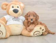 7 week old Mini Goldendoodle Puppy For Sale - Simply Southern Pups