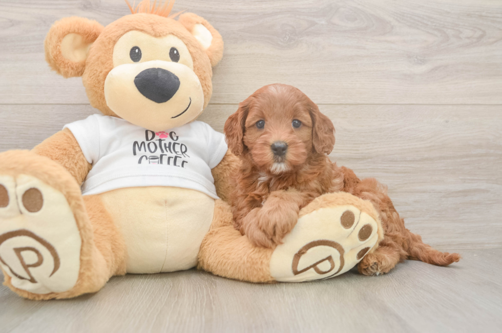 6 week old Mini Goldendoodle Puppy For Sale - Simply Southern Pups