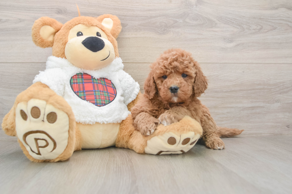 5 week old Mini Goldendoodle Puppy For Sale - Simply Southern Pups