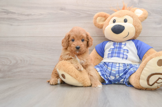 Little Mini Goldenpoo Poodle Mix Puppy