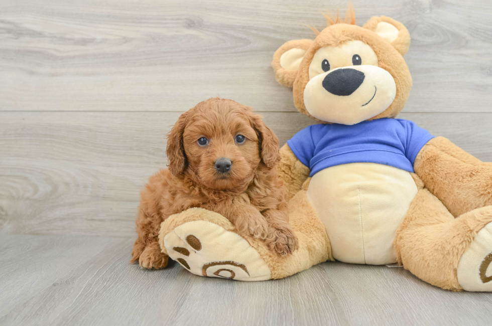 6 week old Mini Goldendoodle Puppy For Sale - Simply Southern Pups