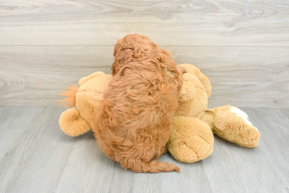 Best Mini Goldendoodle Baby