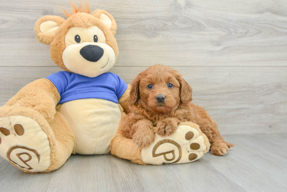 Fluffy Mini Goldendoodle Poodle Mix Pup