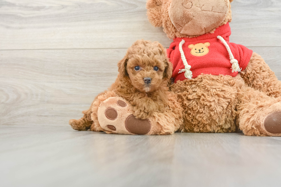 Smart Mini Goldendoodle Poodle Mix Pup