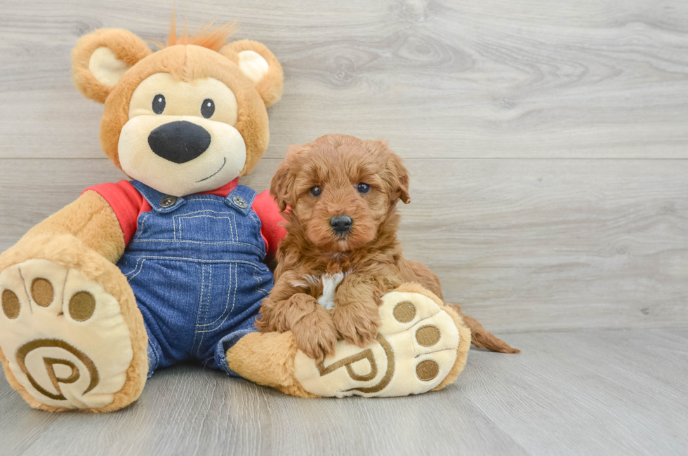 6 week old Mini Goldendoodle Puppy For Sale - Simply Southern Pups