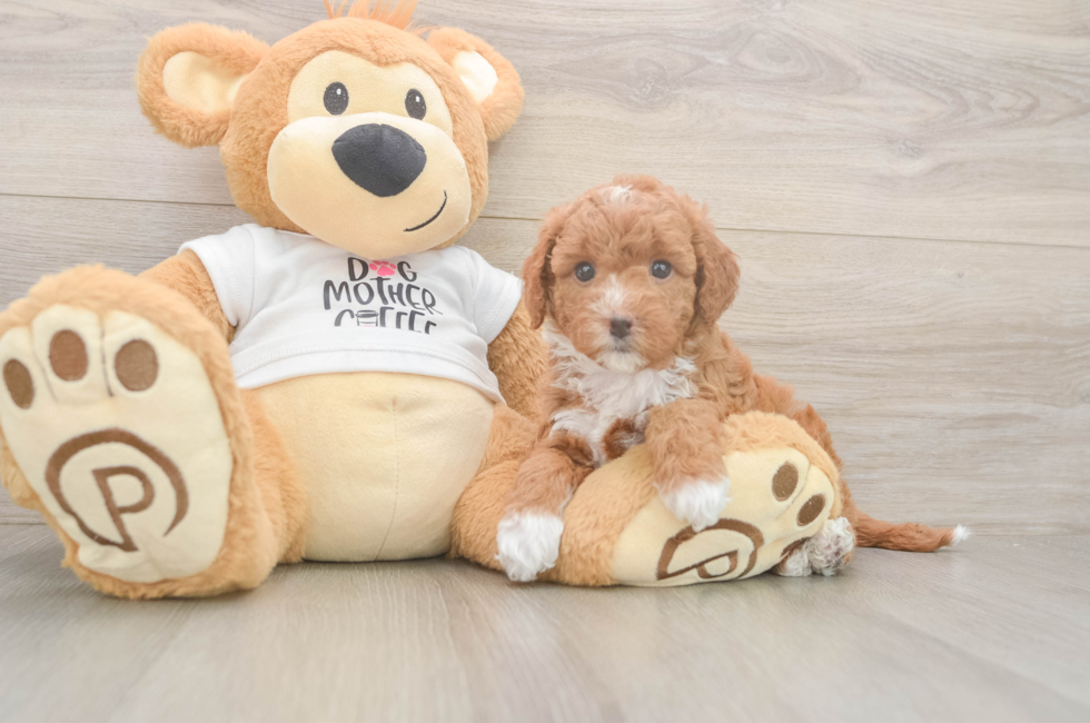 6 week old Mini Goldendoodle Puppy For Sale - Simply Southern Pups
