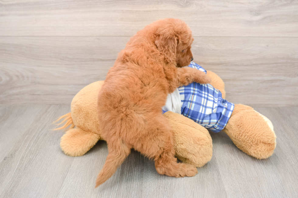 Adorable Golden Retriever Poodle Mix Poodle Mix Puppy