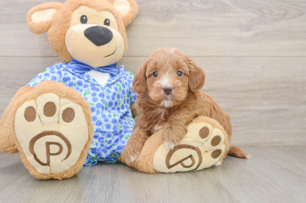 6 week old Mini Goldendoodle Puppy For Sale - Simply Southern Pups