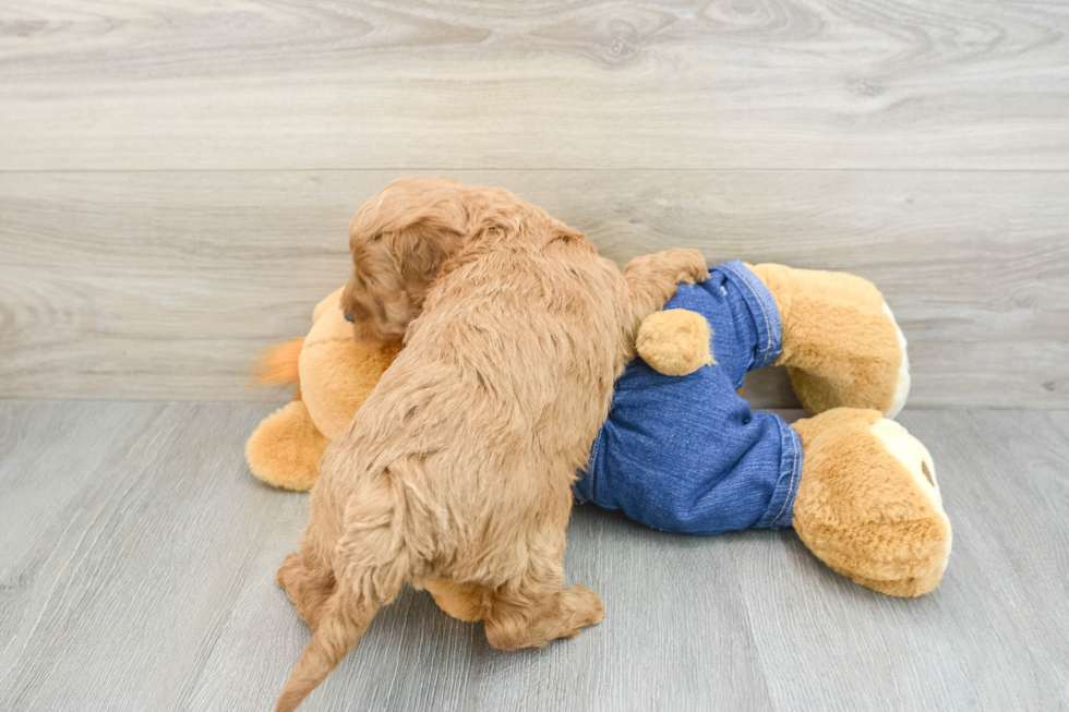 Petite Mini Goldendoodle Poodle Mix Pup