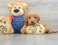 7 week old Mini Goldendoodle Puppy For Sale - Simply Southern Pups