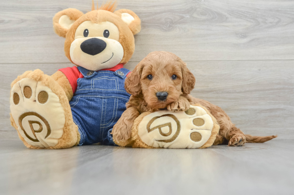 6 week old Mini Goldendoodle Puppy For Sale - Simply Southern Pups