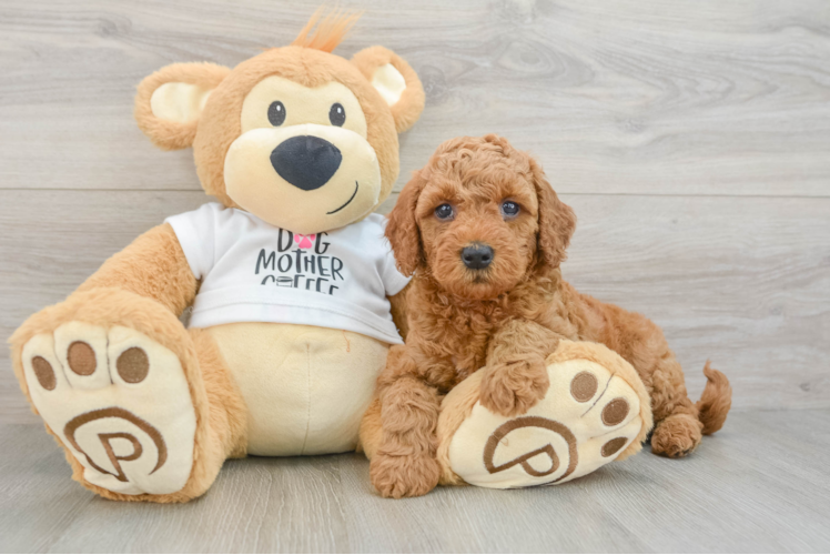 Playful Mini Groodle Poodle Mix Puppy