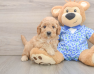 7 week old Mini Goldendoodle Puppy For Sale - Simply Southern Pups