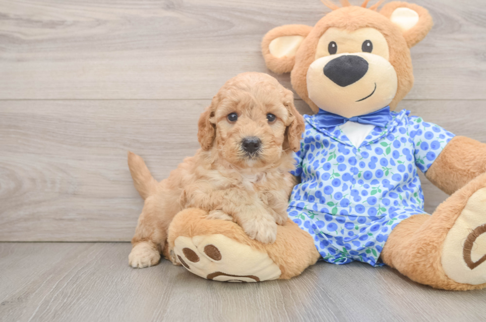 6 week old Mini Goldendoodle Puppy For Sale - Simply Southern Pups