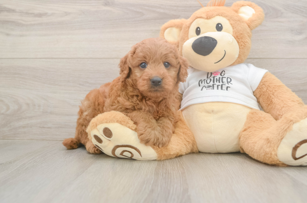 6 week old Mini Goldendoodle Puppy For Sale - Simply Southern Pups