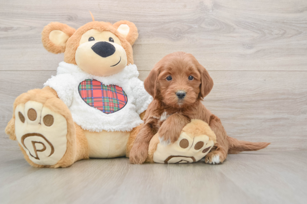 5 week old Mini Goldendoodle Puppy For Sale - Simply Southern Pups