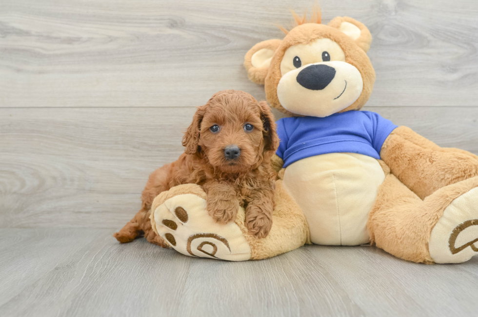 6 week old Mini Goldendoodle Puppy For Sale - Simply Southern Pups