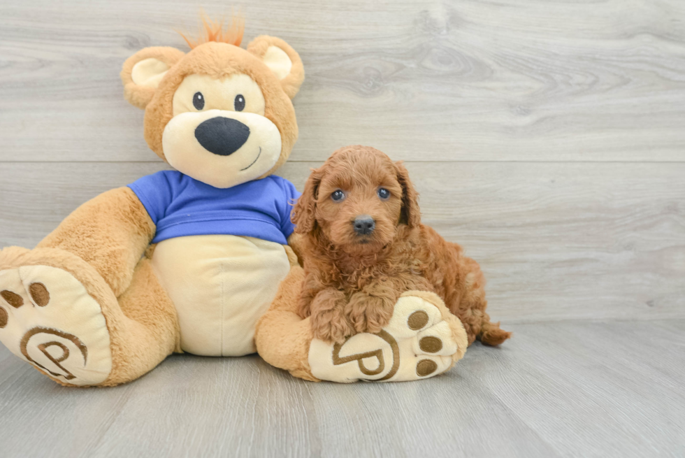 Small Mini Goldendoodle Baby