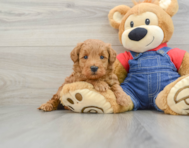 7 week old Mini Goldendoodle Puppy For Sale - Simply Southern Pups