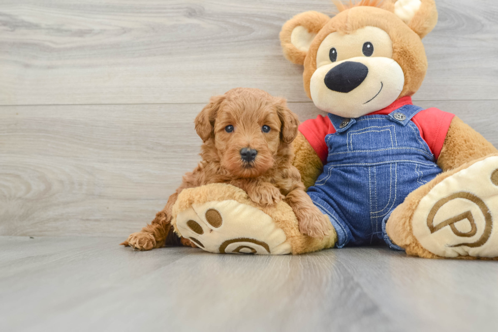 Mini Goldendoodle Puppy for Adoption