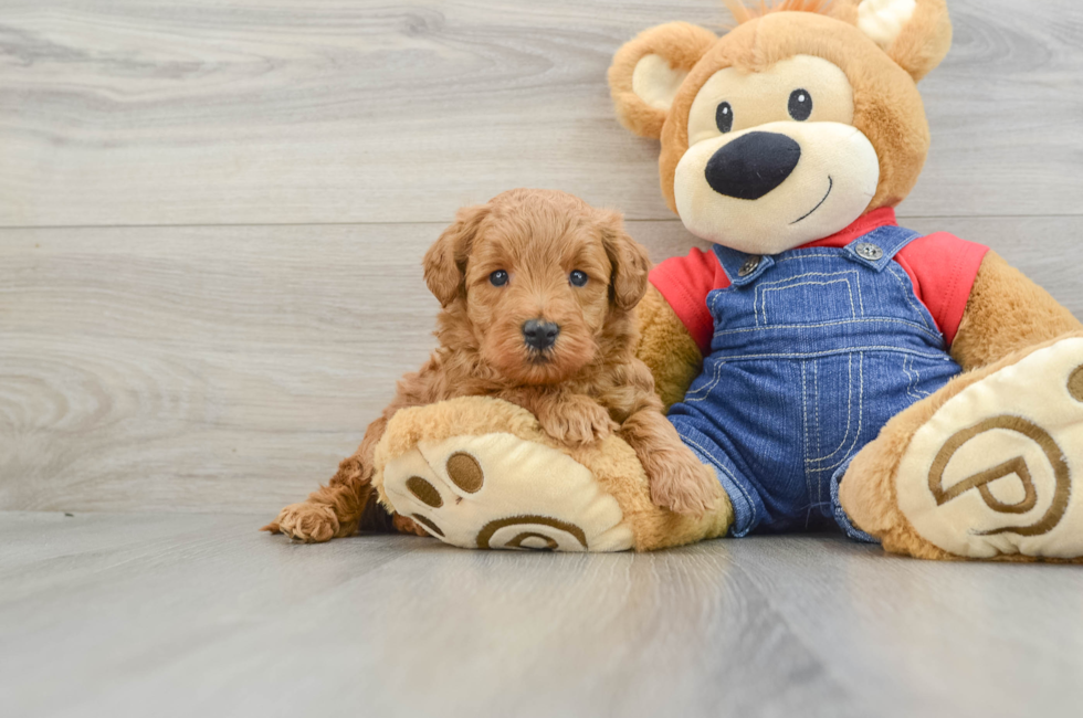 6 week old Mini Goldendoodle Puppy For Sale - Simply Southern Pups