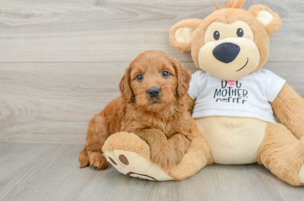 6 week old Mini Goldendoodle Puppy For Sale - Simply Southern Pups