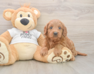 7 week old Mini Goldendoodle Puppy For Sale - Simply Southern Pups
