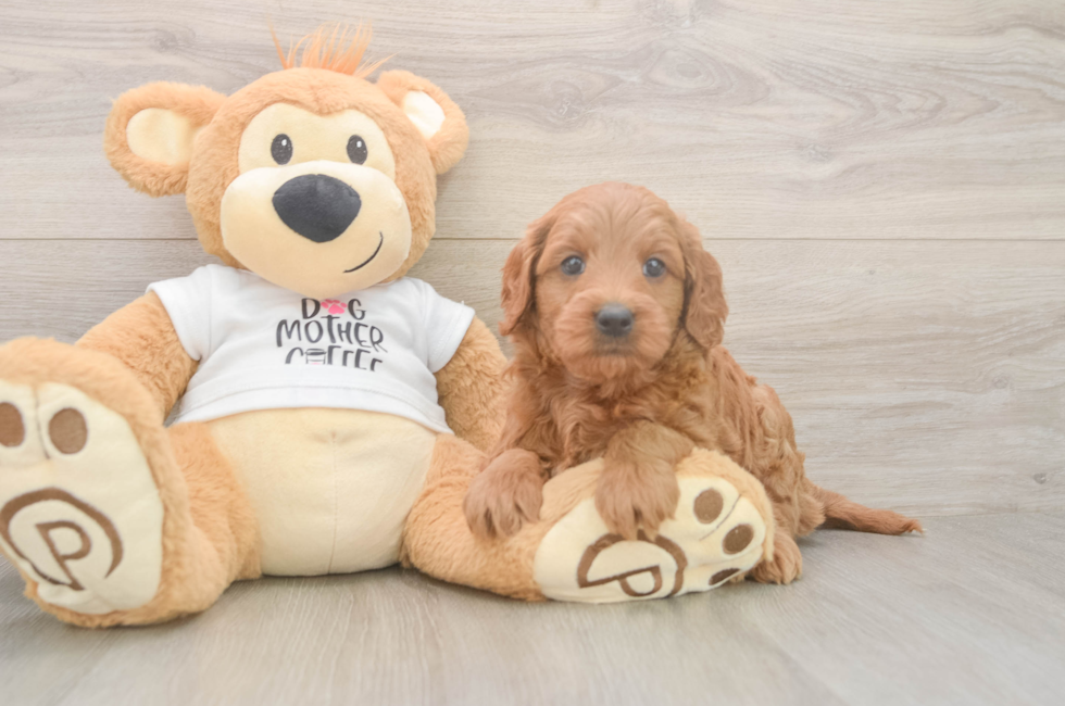 6 week old Mini Goldendoodle Puppy For Sale - Simply Southern Pups