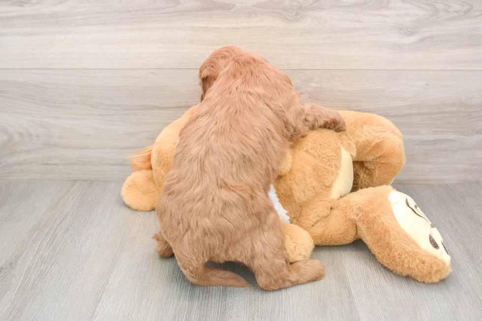 Mini Goldendoodle Pup Being Cute