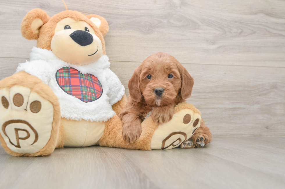 5 week old Mini Goldendoodle Puppy For Sale - Simply Southern Pups