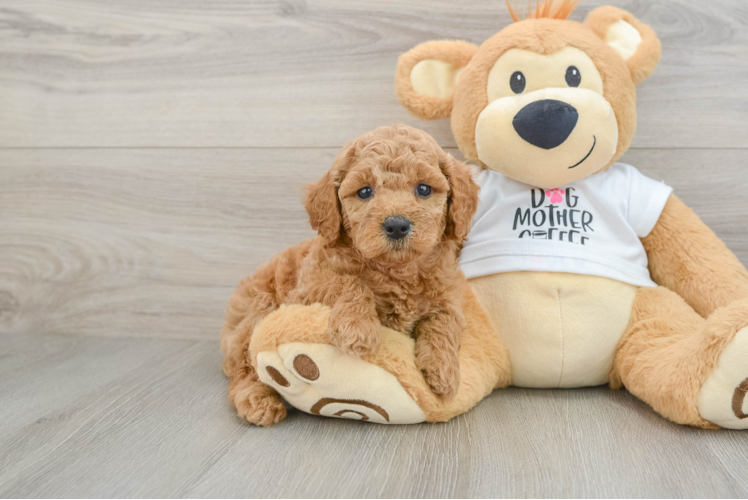 Mini Goldendoodle Pup Being Cute