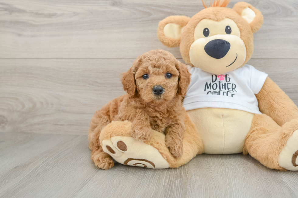 6 week old Mini Goldendoodle Puppy For Sale - Simply Southern Pups