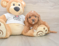 7 week old Mini Goldendoodle Puppy For Sale - Simply Southern Pups