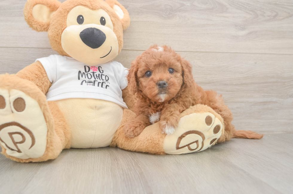 6 week old Mini Goldendoodle Puppy For Sale - Simply Southern Pups