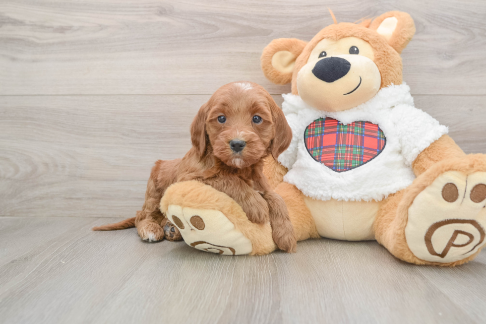 Adorable Golden Retriever Poodle Mix Poodle Mix Puppy