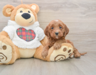 8 week old Mini Goldendoodle Puppy For Sale - Simply Southern Pups