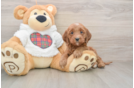 Mini Goldendoodle Puppy for Adoption