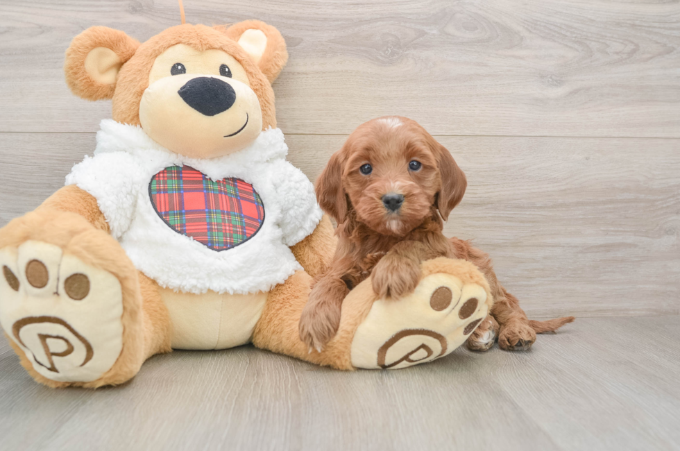 5 week old Mini Goldendoodle Puppy For Sale - Simply Southern Pups