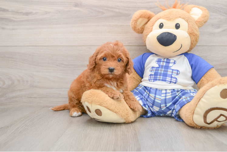 Playful Mini Groodle Poodle Mix Puppy