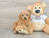8 week old Mini Goldendoodle Puppy For Sale - Simply Southern Pups