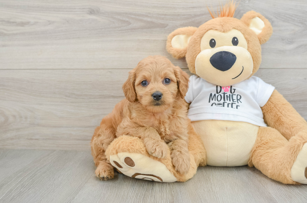 6 week old Mini Goldendoodle Puppy For Sale - Simply Southern Pups