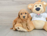 8 week old Mini Goldendoodle Puppy For Sale - Simply Southern Pups