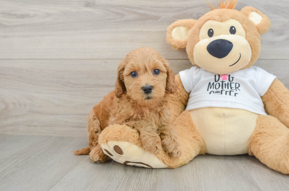 6 week old Mini Goldendoodle Puppy For Sale - Simply Southern Pups