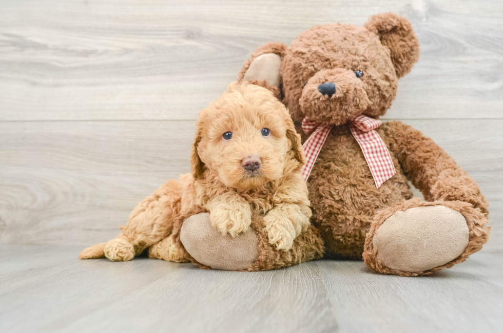 6 week old Mini Goldendoodle Puppy For Sale - Simply Southern Pups