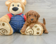 7 week old Mini Goldendoodle Puppy For Sale - Simply Southern Pups