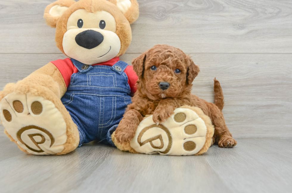 5 week old Mini Goldendoodle Puppy For Sale - Simply Southern Pups